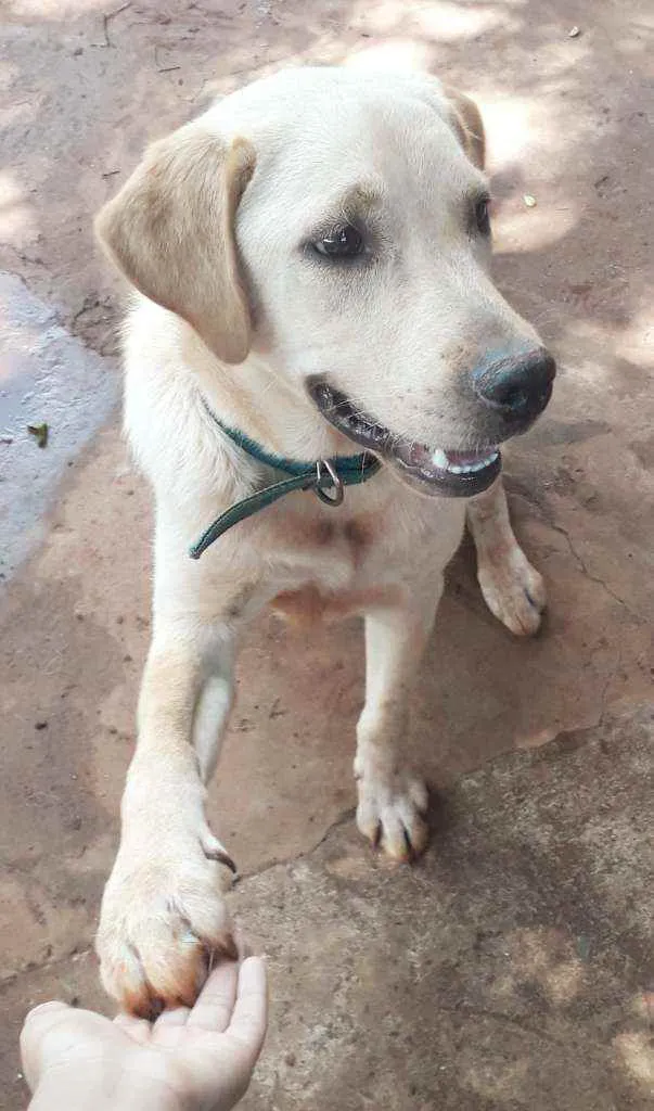 Cachorro ra a Labrador idade 7 a 11 meses nome Eros