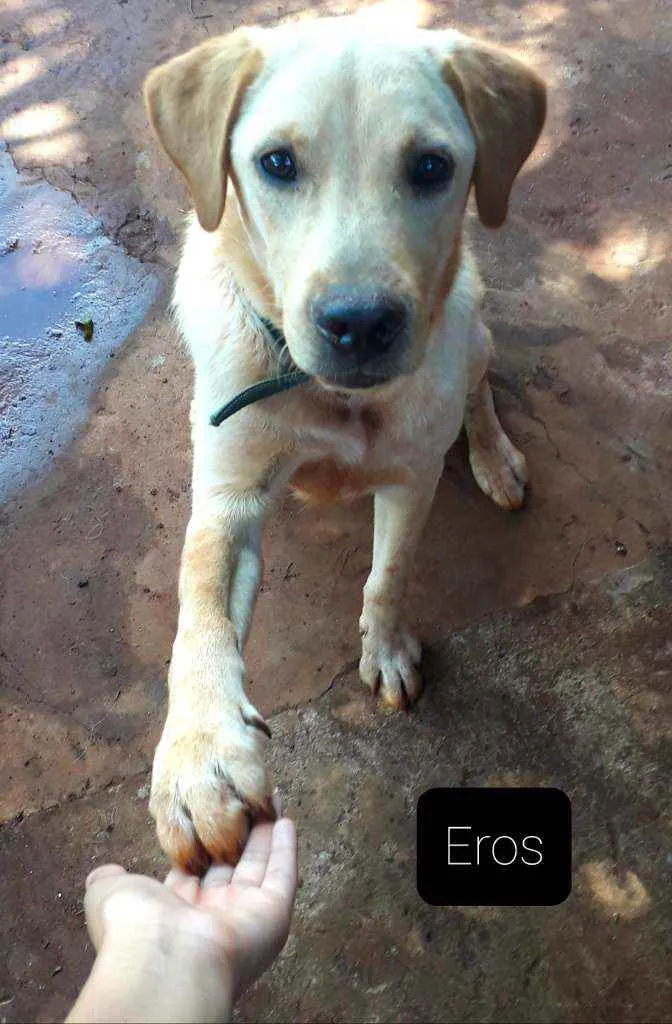 Cachorro ra a Labrador idade 7 a 11 meses nome Eros