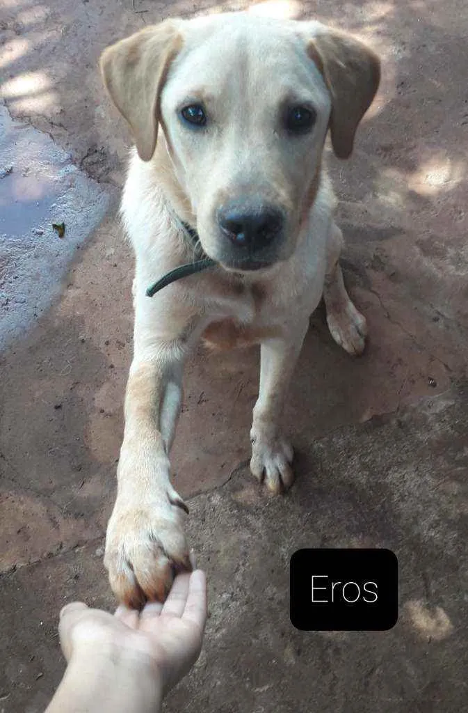 Cachorro ra a Labrador idade 7 a 11 meses nome Eros