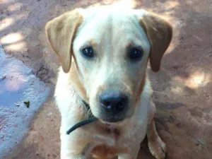 Cachorro raça Labrador idade 7 a 11 meses nome Eros