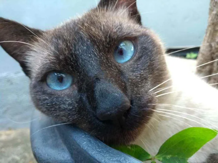 Gato ra a Srd idade 6 ou mais anos nome Simon