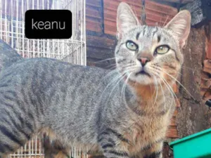 Gato raça  idade 1 ano nome Keanu