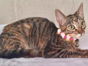 Gato raça SRD  idade 2 a 6 meses nome Mel 