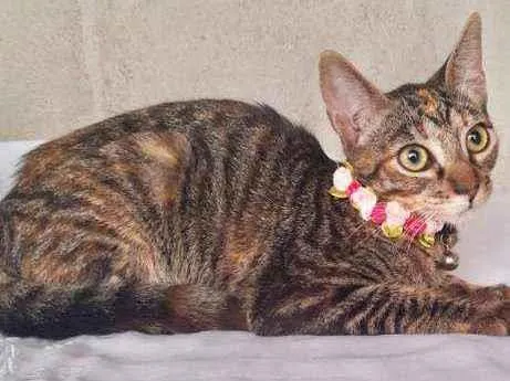 Gato raça SRD  idade 2 a 6 meses nome Mel 