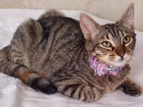 Gato raça SRD  idade 2 a 6 meses nome Rubi 