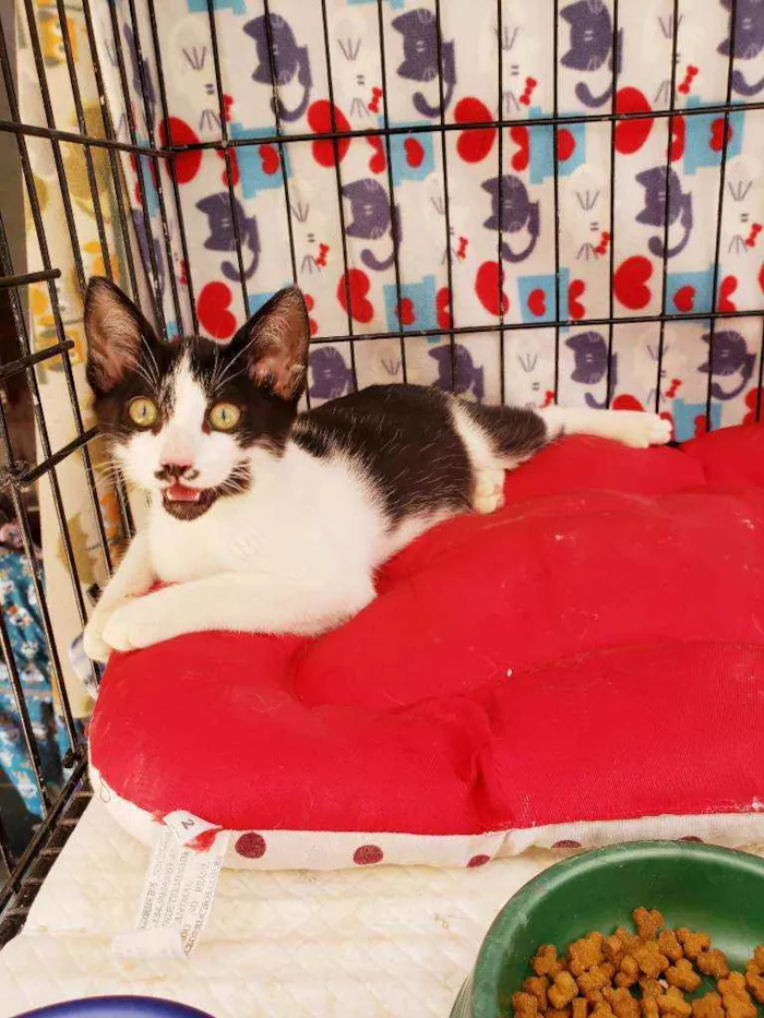 Gato raça Srd  idade 2 a 6 meses nome Kokomo