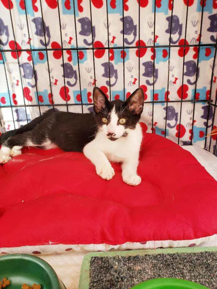 Gato raça Srd  idade 2 a 6 meses nome Kokomo