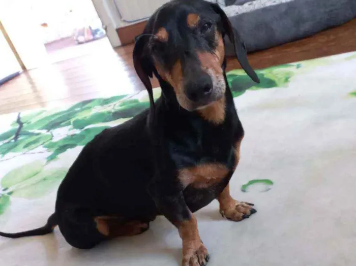 Cachorro ra a Dachshund  idade 5 anos nome Sushi