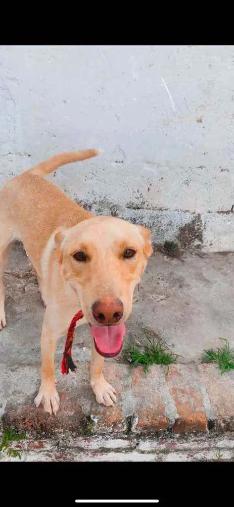 Cachorro raça SRD  idade 1 ano nome Mike 