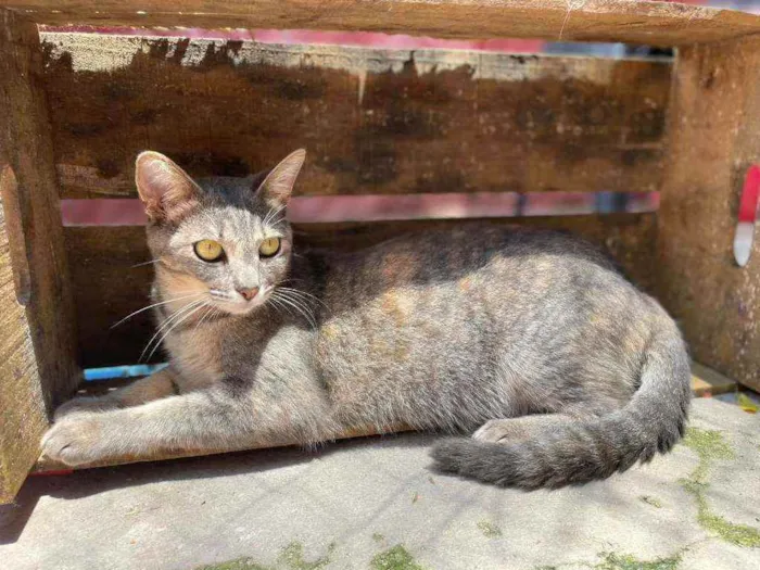 Gato raça srd idade 1 ano nome Lua 