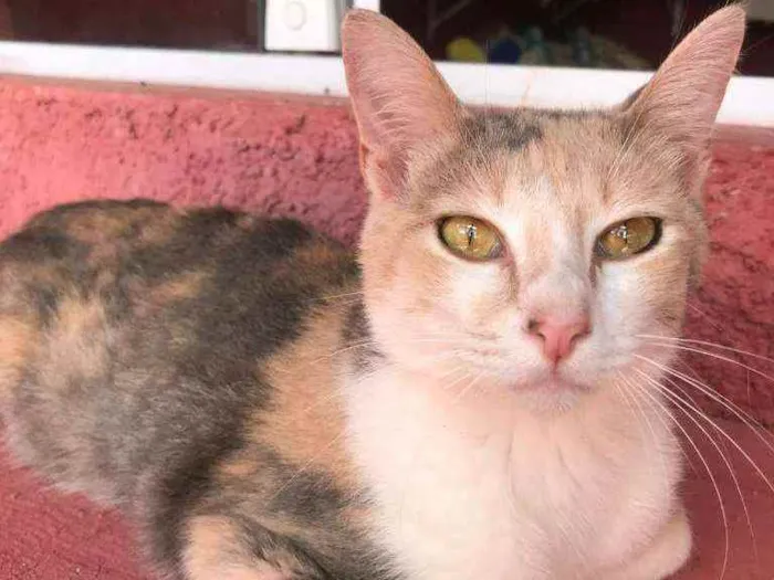 Gato raça srd idade 1 ano nome Estrela