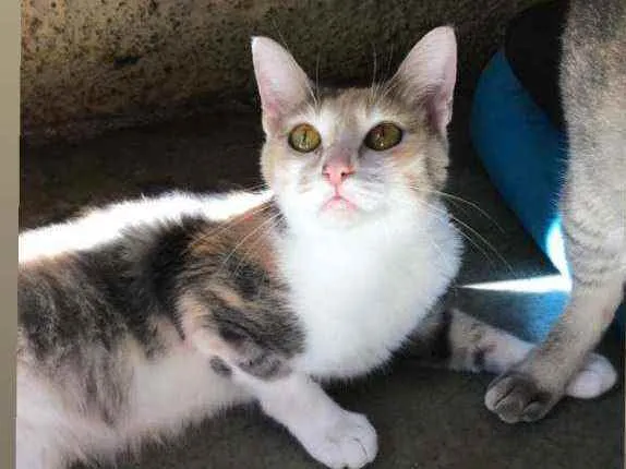 Gato raça srd idade 1 ano nome Estrela