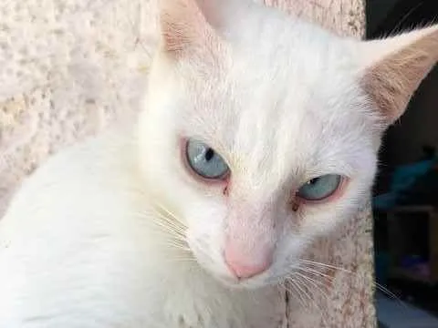 Gato raça SRD idade 1 ano nome Cloud