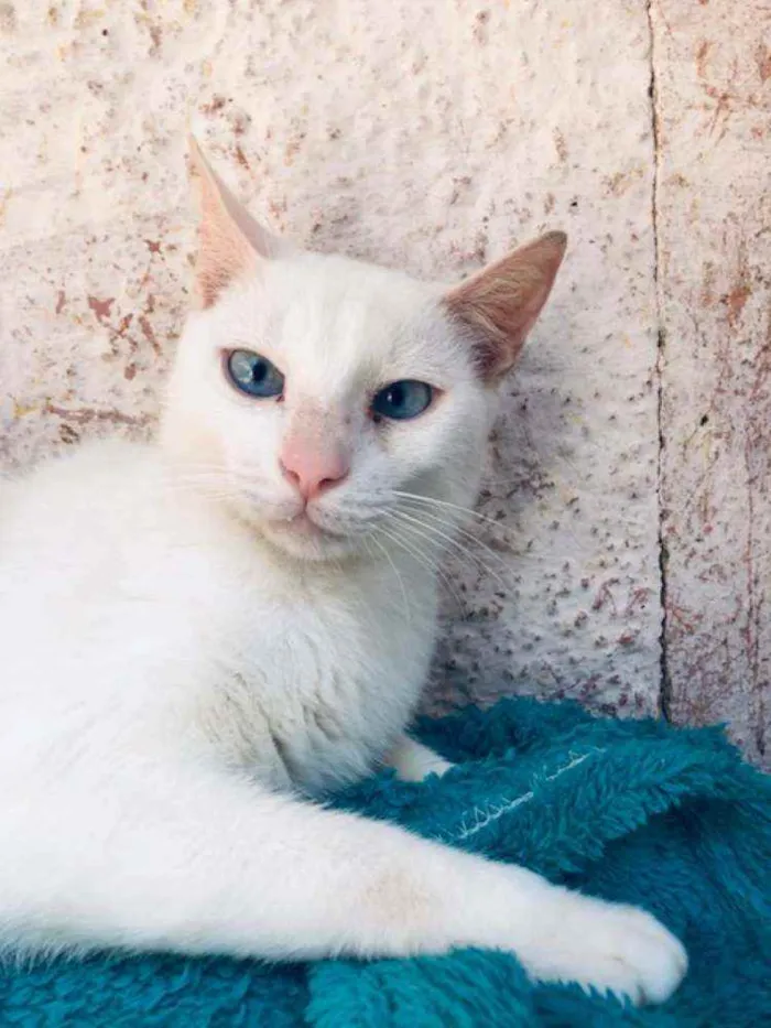 Gato raça SRD idade 1 ano nome Cloud