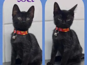 Gato raça SRD  idade 2 a 6 meses nome Joel 
