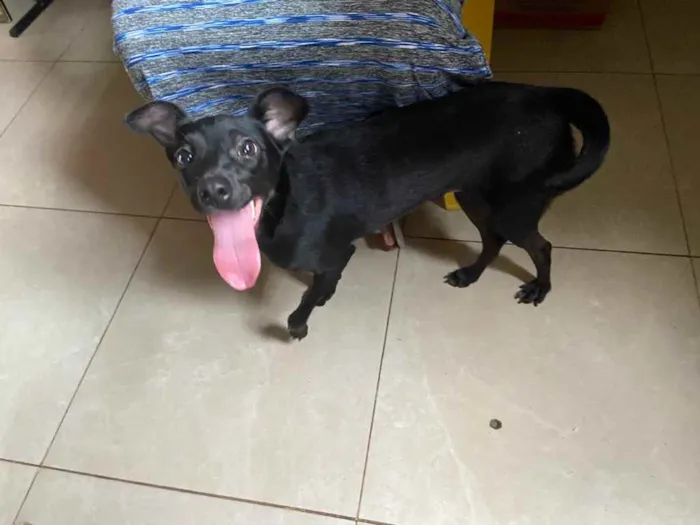 Cachorro raça Srd idade 7 a 11 meses nome Pretinha fêmea 