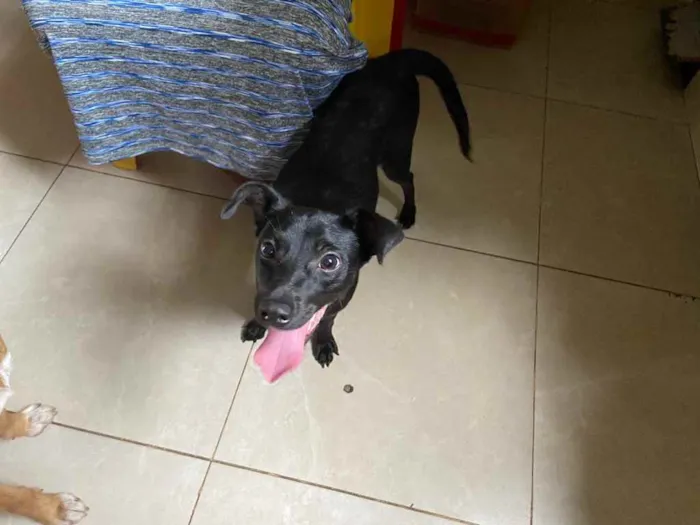 Cachorro raça Srd idade 7 a 11 meses nome Pretinha fêmea 