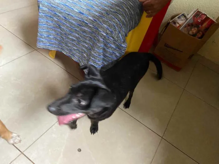 Cachorro raça Srd idade 7 a 11 meses nome Pretinha fêmea 