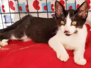 Gato raça Srd  idade 2 a 6 meses nome Kokomo