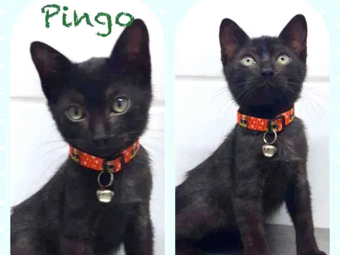 Pingo 