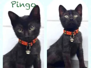 Gato raça SRD  idade 2 a 6 meses nome Pingo 