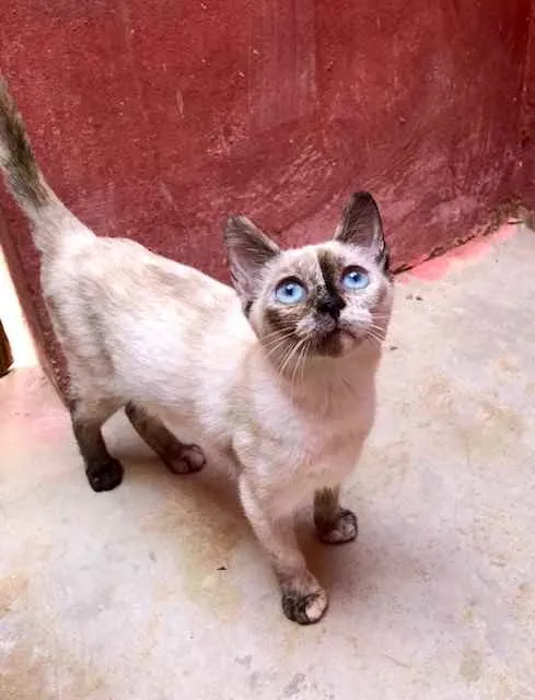 Gato raça srd idade 2 a 6 meses nome Lola e Layla