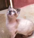 Gato raça srd idade 2 a 6 meses nome Lola e Layla