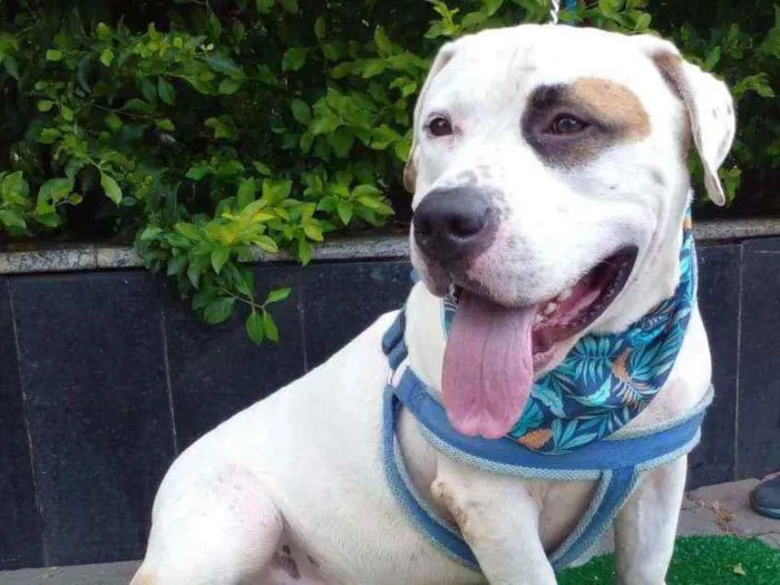 Cachorro raça SRD  idade 2 anos nome Zeus 