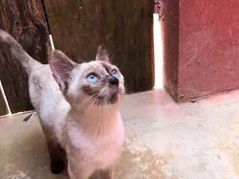 Gato raça srd idade 2 a 6 meses nome Lola e Layla