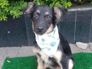 Cachorro raça SRD  idade 2 a 6 meses nome Charlie 