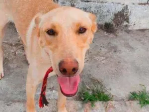 Cachorro raça SRD  idade 1 ano nome Mike 