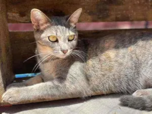 Gato raça srd idade 1 ano nome Lua 