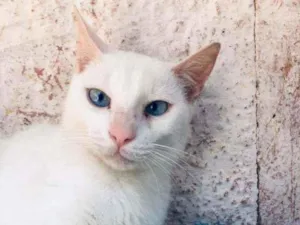 Gato raça SRD idade 1 ano nome Cloud