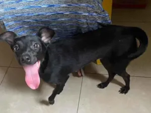 Cachorro raça Srd idade 7 a 11 meses nome Pretinha fêmea 