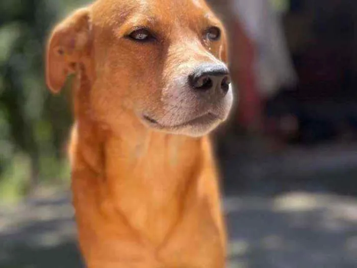 Cachorro raça SRD idade  nome Lady