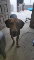 Batatinha