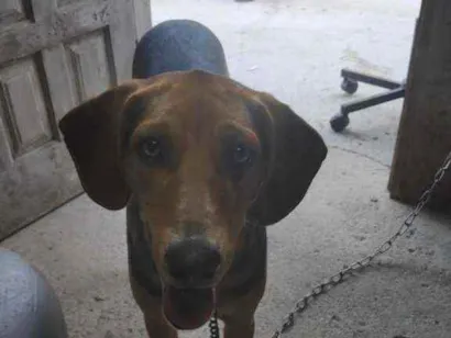 Cachorro raça Não identificada idade 1 ano nome Batatinha