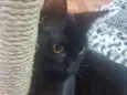 Lua
