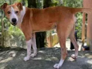Cachorro raça SRD idade 1 ano nome Dog