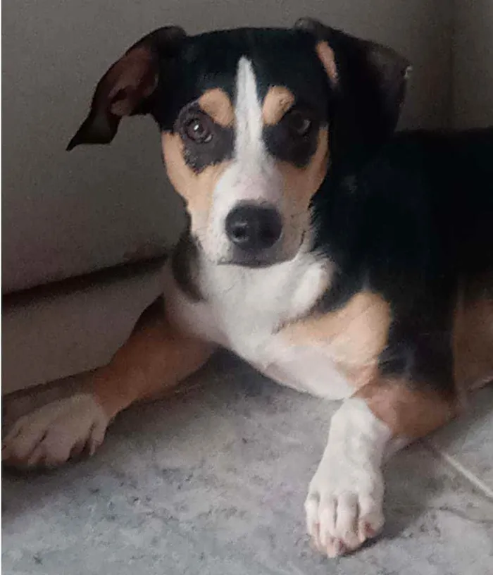 Cachorro ra a Mestiço (viralata com Beagle) idade 1 ano nome Nick Cardoso