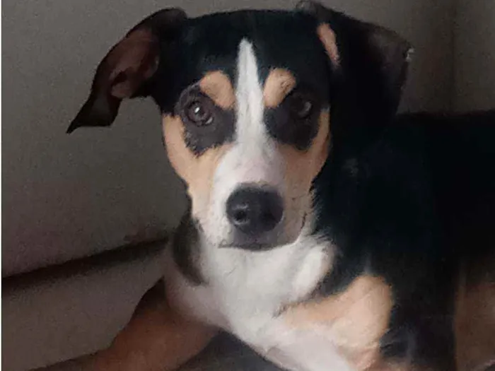 Cachorro ra a Mestiço (viralata com Beagle) idade 1 ano nome Nick Cardoso