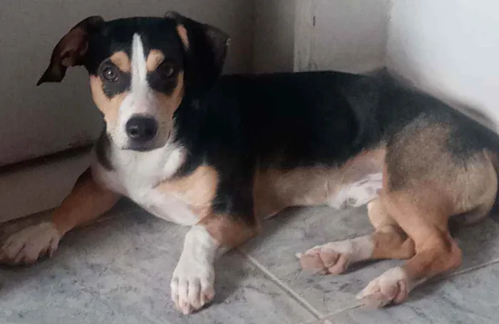 Cachorro ra a Mestiço (viralata com Beagle) idade 1 ano nome Nick Cardoso