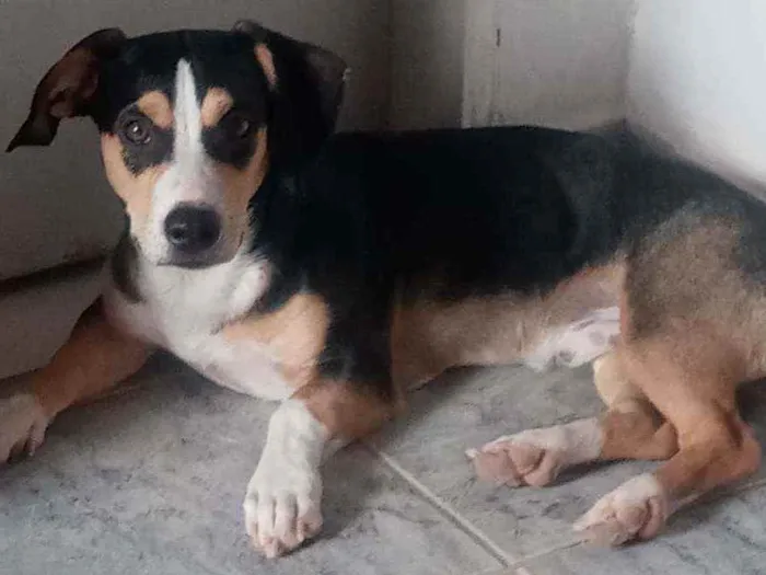 Cachorro ra a Mestiço (viralata com Beagle) idade 1 ano nome Nick Cardoso