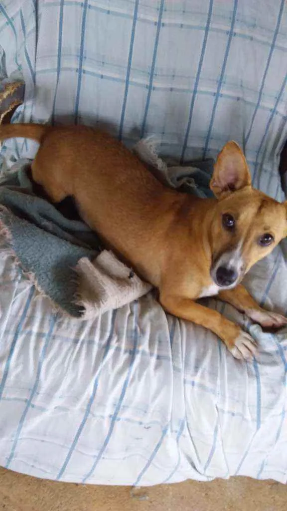 Cachorro ra a SRD idade 1 ano nome JADE