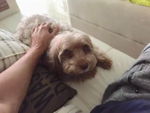 Cachorro raça Mistura: Shih Tzu c/ Yorkshire idade 6 ou mais anos nome Petrus