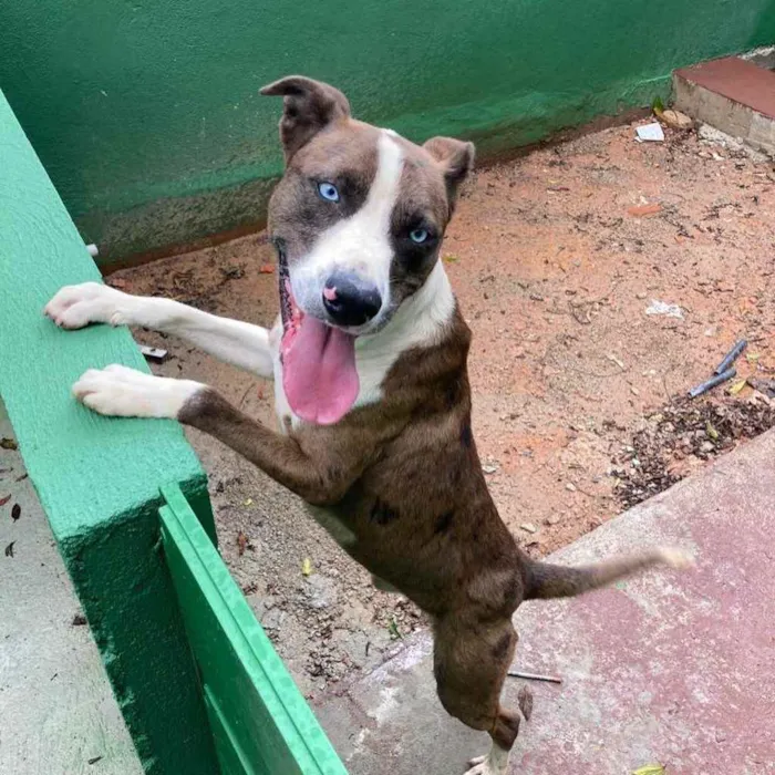 Cachorro raça SRD  idade 2 anos nome Blue