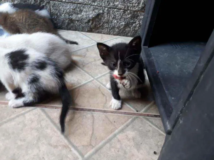 Gato ra a  idade Abaixo de 2 meses nome machos e fêmeas