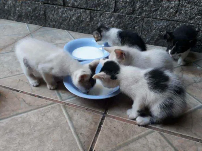 Gato ra a  idade Abaixo de 2 meses nome machos e fêmeas