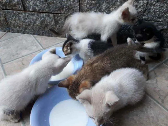 Gato ra a  idade Abaixo de 2 meses nome machos e fêmeas