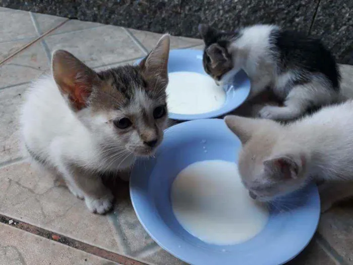 Gato ra a  idade Abaixo de 2 meses nome machos e fêmeas